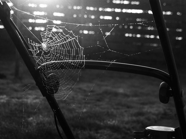 cobweb
