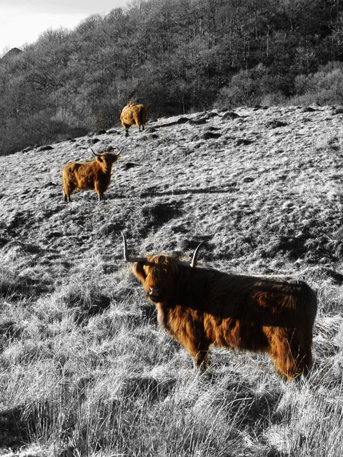 three-coos