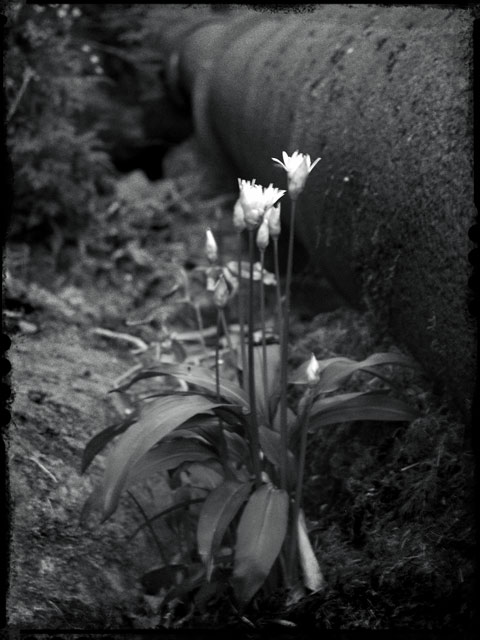 alva-pipeflowers