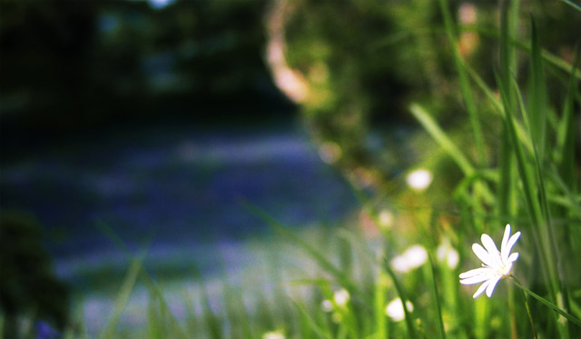6bluebells-1