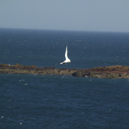 abird