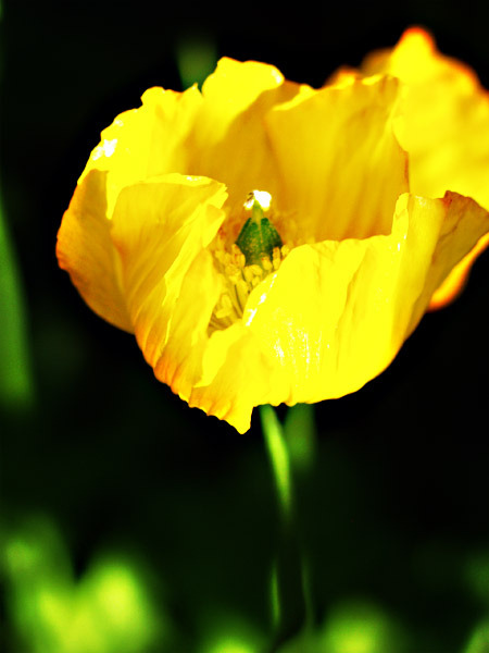 poppy
