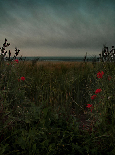 6poppy-field2