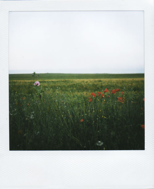 poppies6