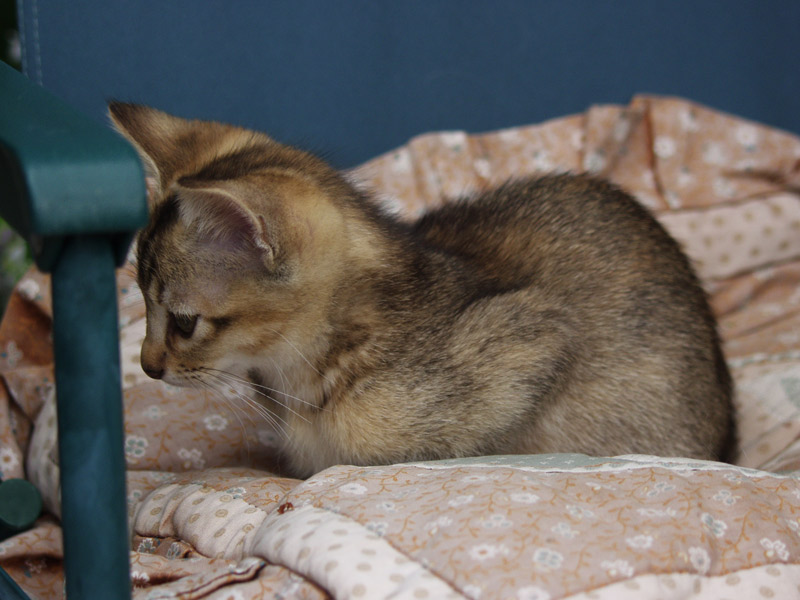 kitten3