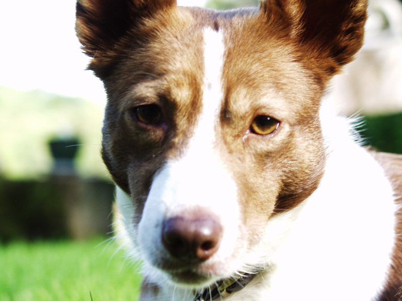 pip2