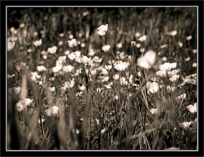 buttercups-copy