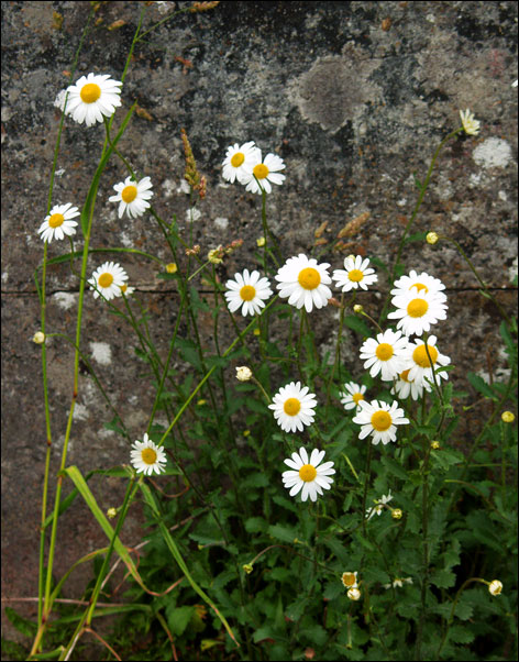 p7052670-copy
