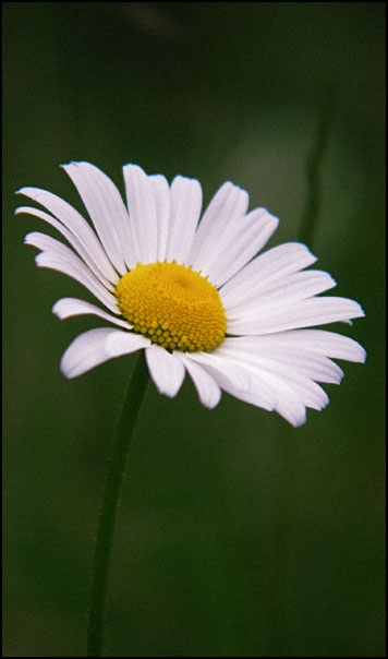 p7052673-copy