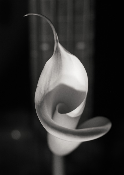 calla-1