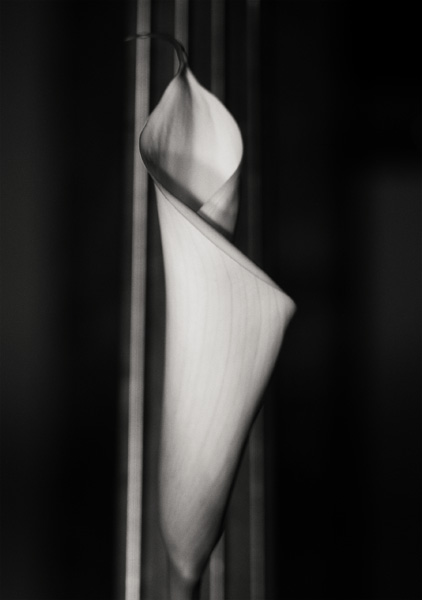 calla-2
