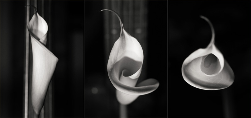 calla-3