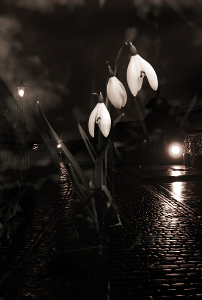 edin-snowdrops