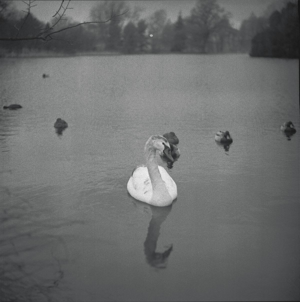 swan-song