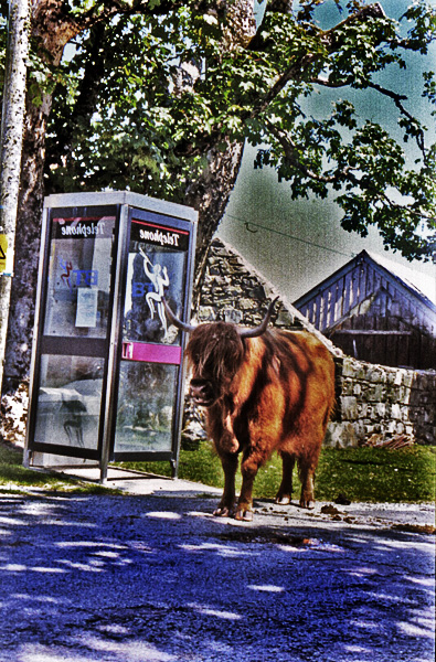cow-call