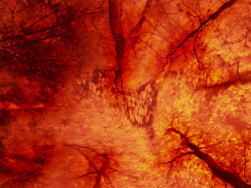 forest