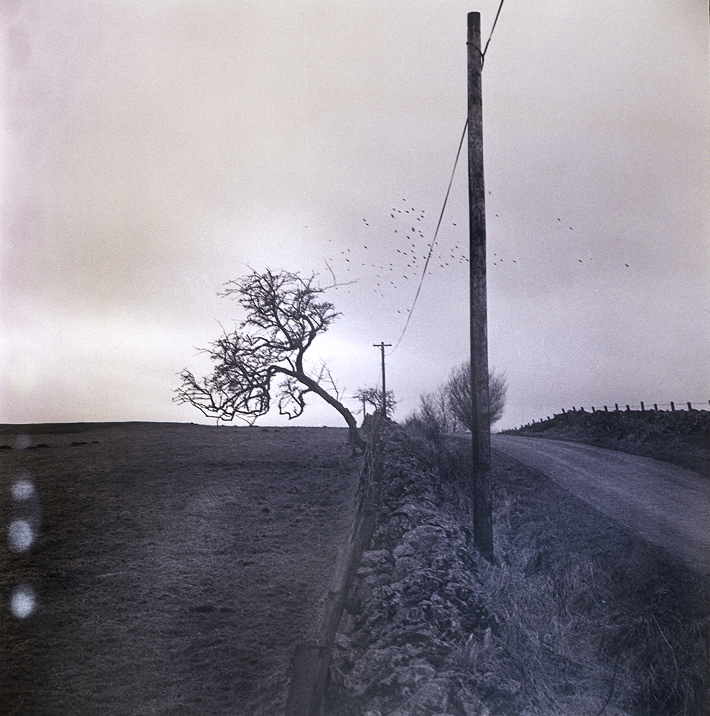 Tak-Ma-Doon-Tree-3a