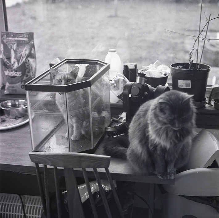 Tank-Cats-2