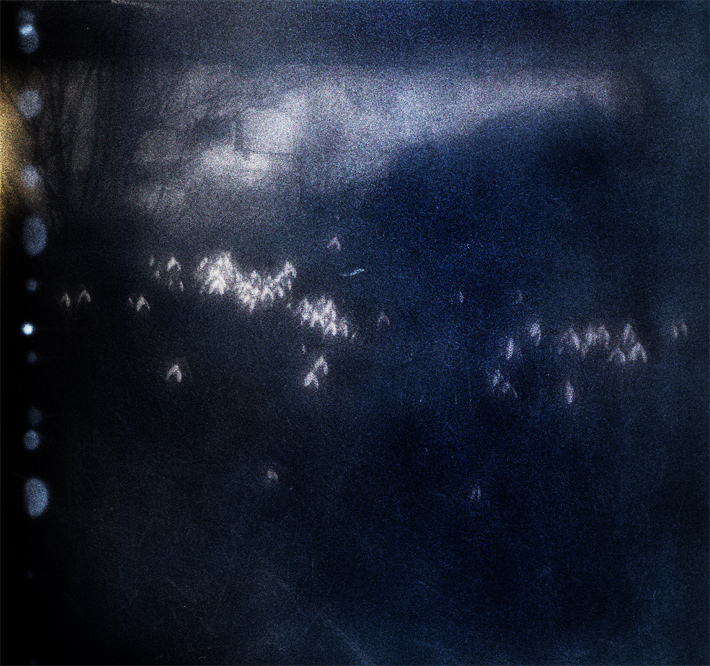 zp-snowdrops2