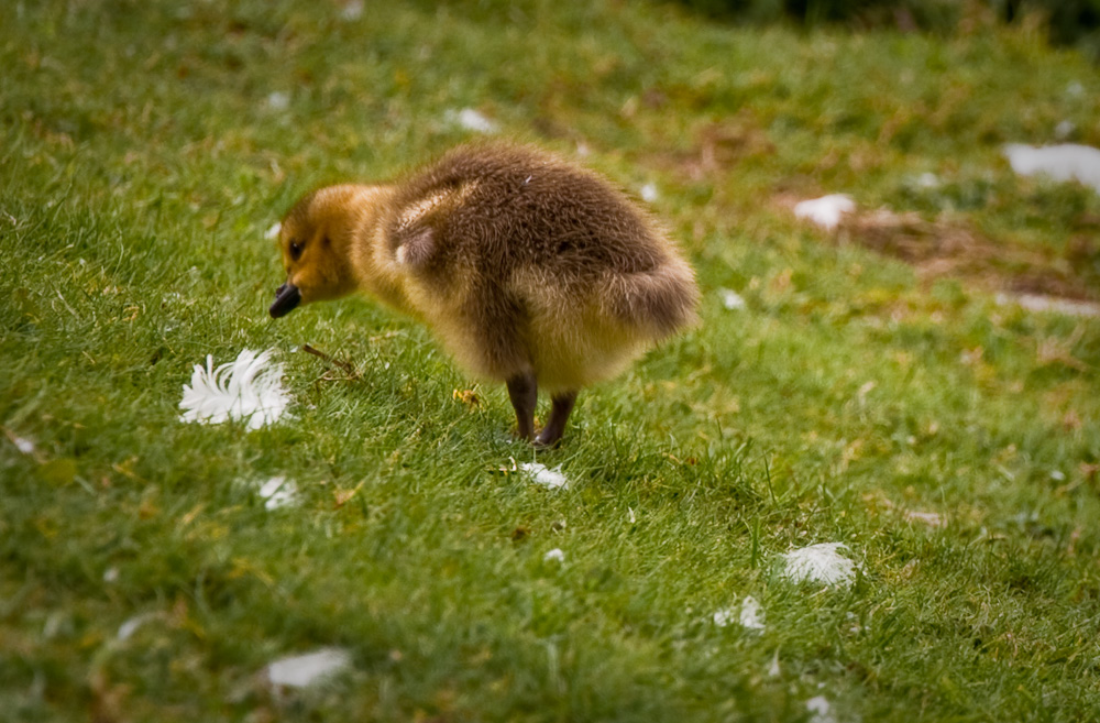 Gosling @ Gartmorn Dam nr. Alloa