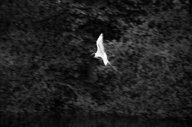 Black Headed Gull @ Gartmorn Dam nr. Alloa