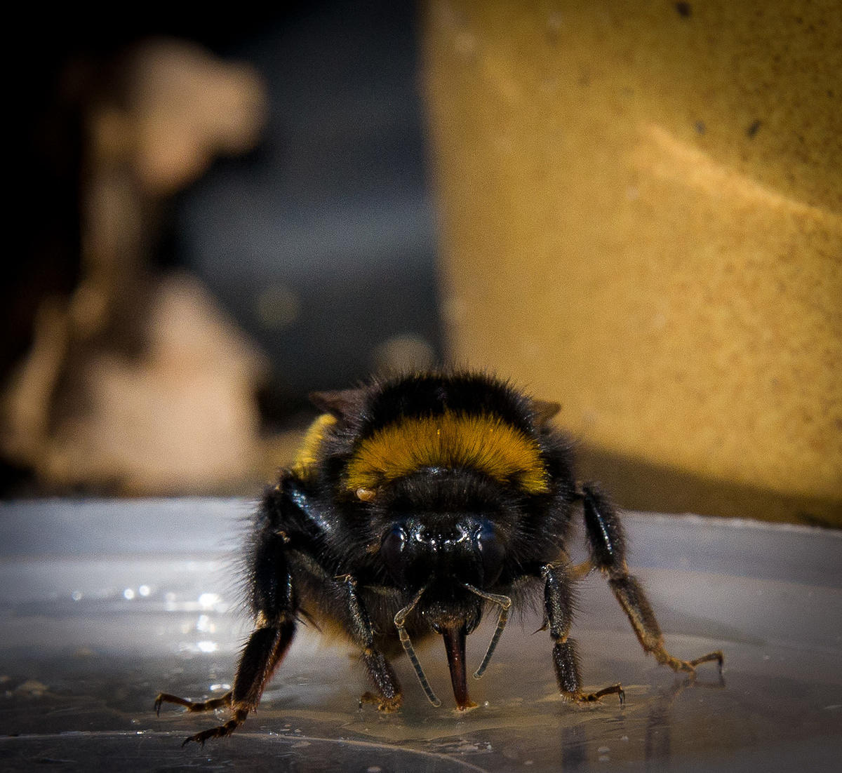 Feeding my bae bee some honey water. #bombus