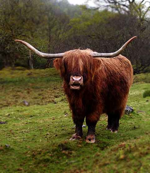 coo