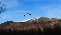 hawk
