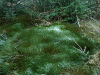 lichen-frost