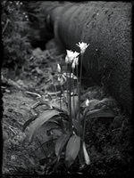 alva-pipeflowers