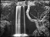 falltree