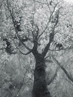 forest-fire-i6