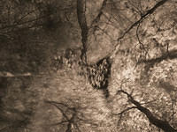 forest-fire-ii6