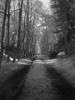 forest-walk6