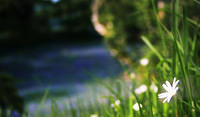 6bluebells-1