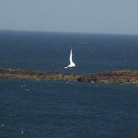 abird