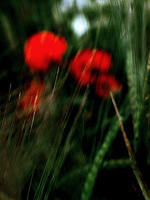 6poppies4