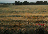6poppy-field
