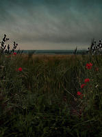 6poppy-field2
