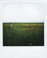 poppies6