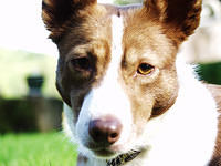 pip2