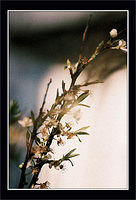 CNV00023-copy