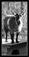 p4062049-copy