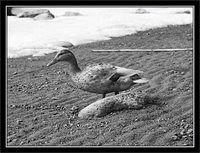 p4072071-copy