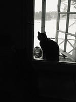 20050409-window-cats