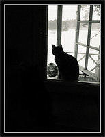 window-cats-copy