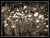 buttercups-copy