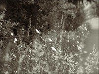 p7052671-copy