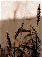 p7162821-copy