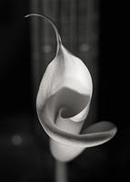calla-1